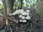 Fehér porhanyósgomba (Psathyrella candolleana), Budai-hegység